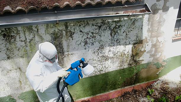 Trusted Crawl Space Mold Removal service in Reston, VA - Cheap Mold Removal